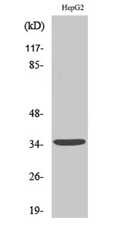 CD1e rabbit pAb