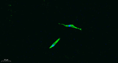 CD4 rabbit pAb