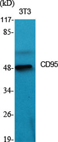 CD95 rabbit pAb