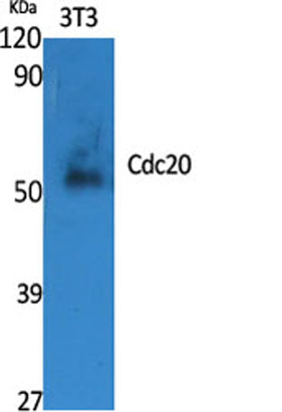 Cdc20 rabbit pAb