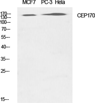 CEP170 rabbit pAb