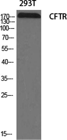 CFTR rabbit pAb