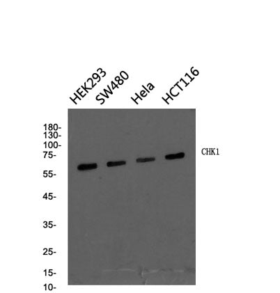 Chk2 rabbit pAb