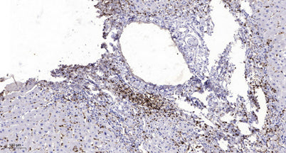 MMP9 (Cleaved-Met94) rabbit pAb