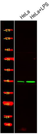 c-Jun (Phospho Ser249) rabbit pAb