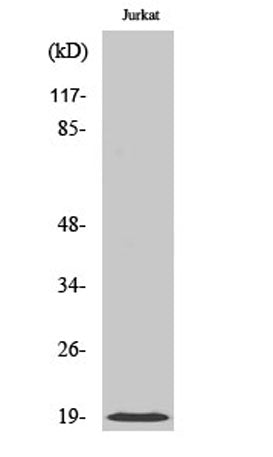 Cofilin rabbit pAb