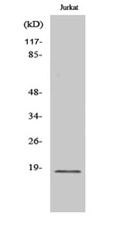 Cofilin rabbit pAb
