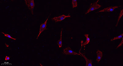 Connexin 43 rabbit pAb