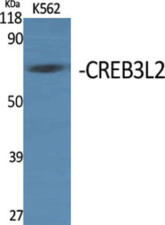 CREB3L2 rabbit pAb