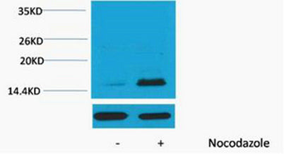 Histone H3 (Phospho Thr32) rabbit pAb