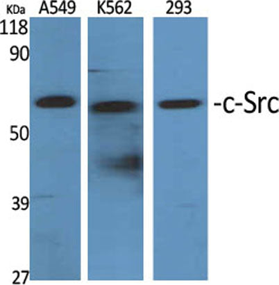 c-Src rabbit pAb