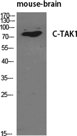 C-TAK1 rabbit pAb