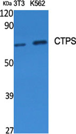 CTPS rabbit pAb