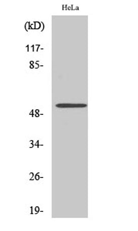 CUG-BP1 rabbit pAb