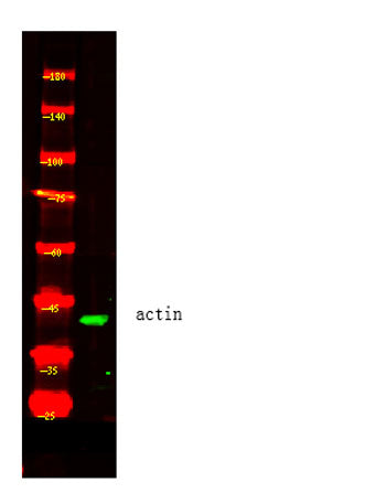 Actin beta Rabbit pAb(Yeast)