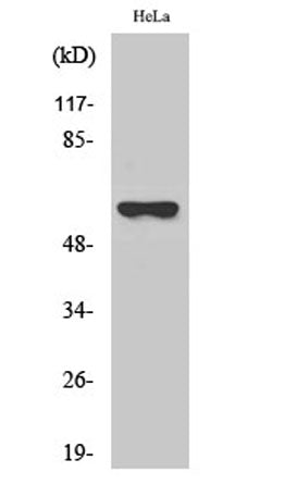 CYP27A1 rabbit pAb