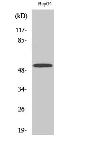 CYP2W1 rabbit pAb