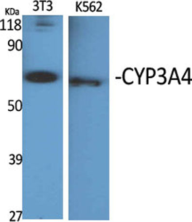 CYP3A4 rabbit pAb