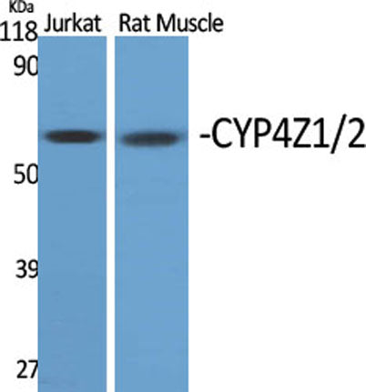 CYP4Z1/2 rabbit pAb