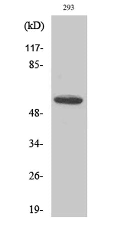CYP8B1 rabbit pAb