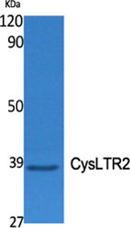 CysLTR2 rabbit pAb