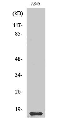 Cystatin 11 rabbit pAb