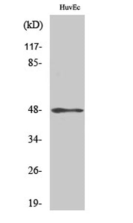 Cytokeratin 17 rabbit pAb
