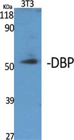 DBP rabbit pAb