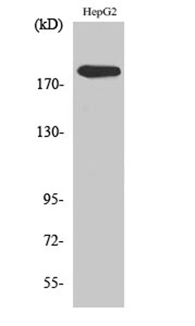 DNA pol α rabbit pAb