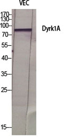 Dyrk1A rabbit pAb