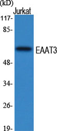 EAAT3 rabbit pAb