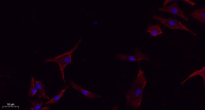 E-cadherin rabbit pAb