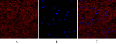 EGFR rabbit pAb