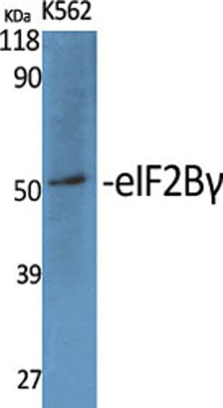 eIF2Bγ rabbit pAb