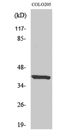 eIF3ε rabbit pAb