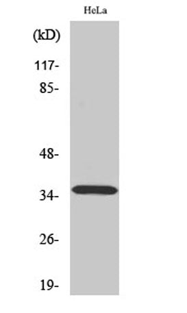 ELOVL4 rabbit pAb