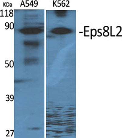 Eps8L2 rabbit pAb