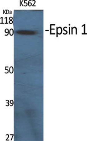 Epsin 1 rabbit pAb