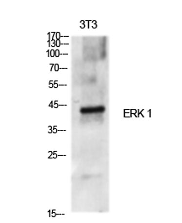 ERK 1 rabbit pAb