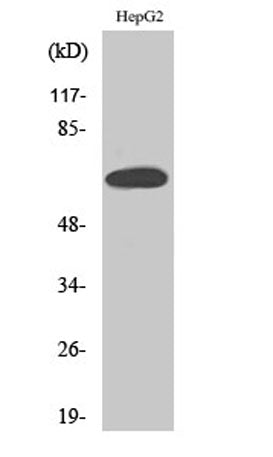 ERα rabbit pAb