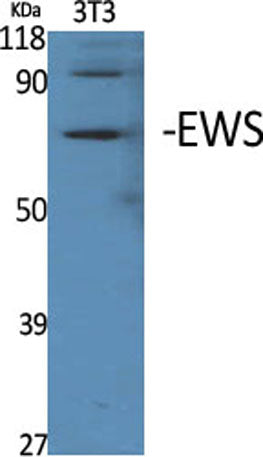 EWS rabbit pAb