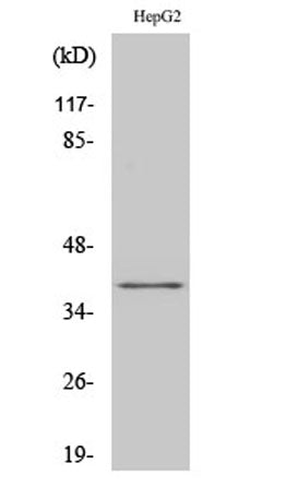 FAST-1/2 rabbit pAb