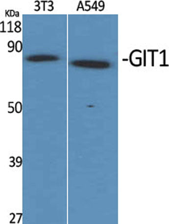 GIT1 rabbit pAb