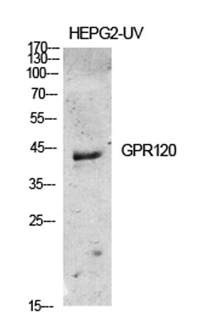 GPR120 rabbit pAb