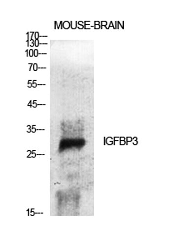 IGFBP3 rabbit pAb
