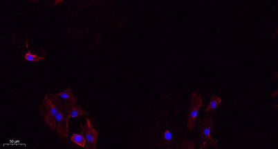 Integrin β3 rabbit pAb
