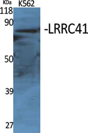 LRRC41 rabbit pAb