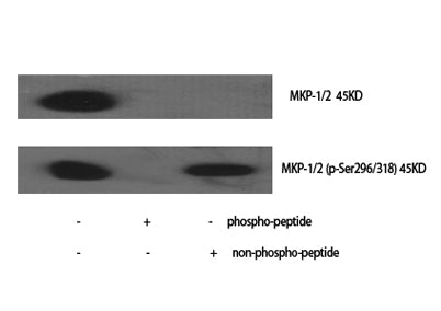 MKP-1/2 rabbit pAb