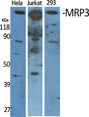 MRP3 rabbit pAb
