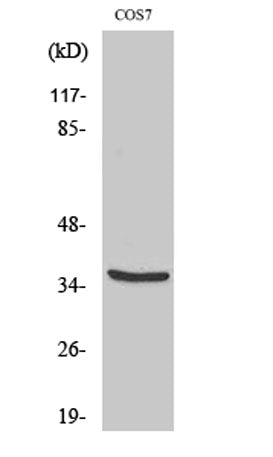 MRP-L44 rabbit pAb